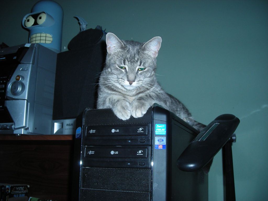 Cat on a computer