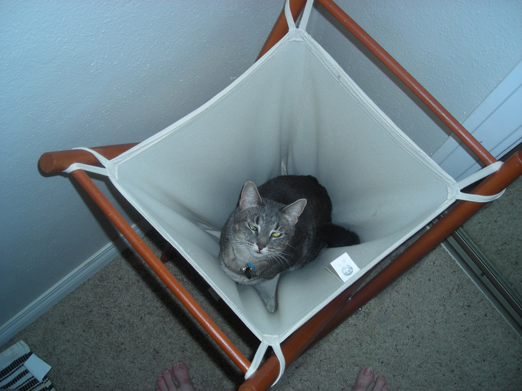 Cat in a hamper